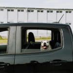 Pet-Friendly EVs: Amenities Driving 20% Premiums in Urban Markets