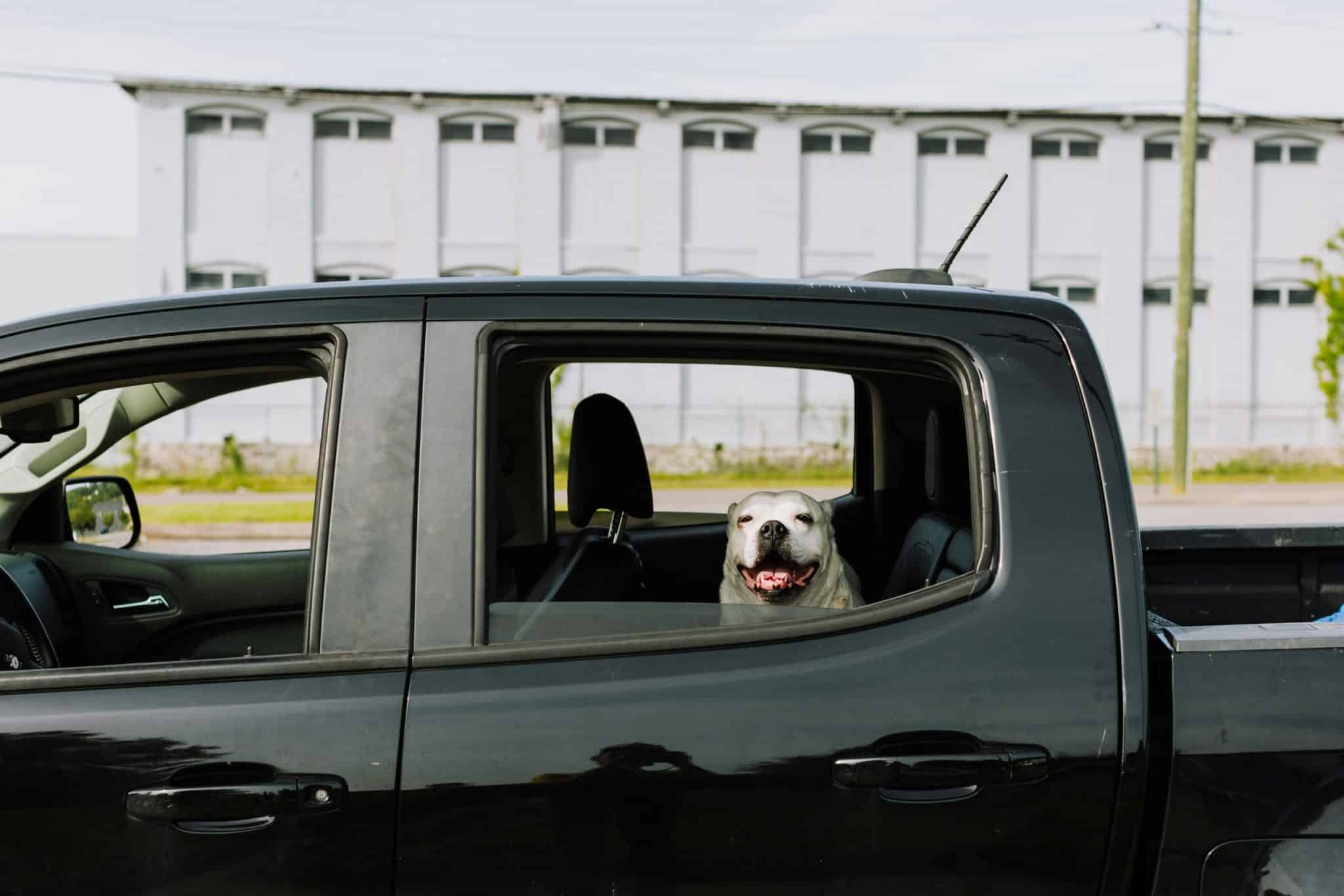 Pet-Friendly EVs: Amenities Driving 20% Premiums in Urban Markets