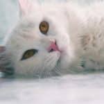 Pet-Inclusive Resorts: Doggy Spas and Cat Cafés for Furry Guests