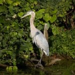 Green Getaways in New Zealand: Eco-Lodges and Wildlife Tours