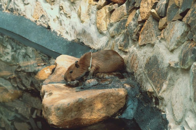 Smart Water Walls: Hydroponic Gardens Feeding Families in Eco-Hotels