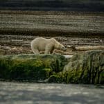 Arctic Mobility: Inuit-Inspired Designs for -40°C Survival