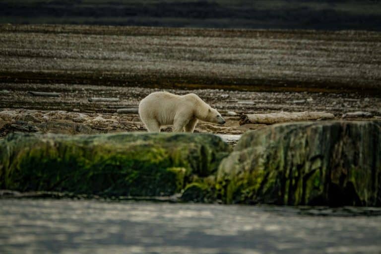 Arctic Mobility: Inuit-Inspired Designs for -40°C Survival