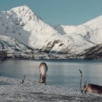 Arctic Noir Escapes: Midnight Sun Treks in Tromsø, Norway