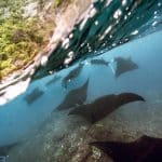 Belize’s Barrier Reef Conservation: Diving for a Cause