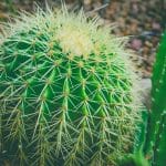 Dubai’s Sustainable Developments: Eco-Friendly Projects in the Desert