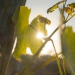 Africa’s Solar EV Surge: Off-Grid Solutions for Emerging Markets