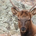 AI Co-Pilot Watches: Predicting Your Daily Schedule Before You Do