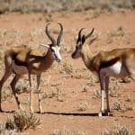 Inflation-Fighting Strategies: Hedging with Cryptocurrencies and Commodities