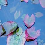 Pea Milk Protein: Gym-Goers’ New Post-Workout Obsession