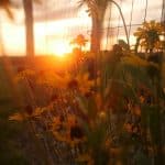 Farmworker Rights: Ethical Sourcing Beyond Organic Labels