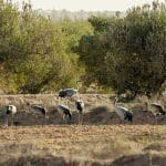 Emerging Affluent Class: Capturing the $30T Wealth Migration